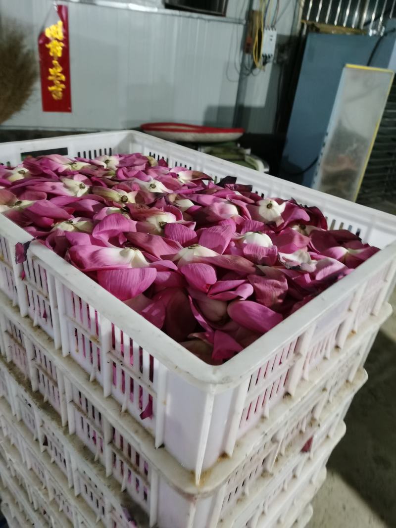 精品野生荷叶茶