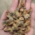 蛴螬干品厂家直销有需要请致电