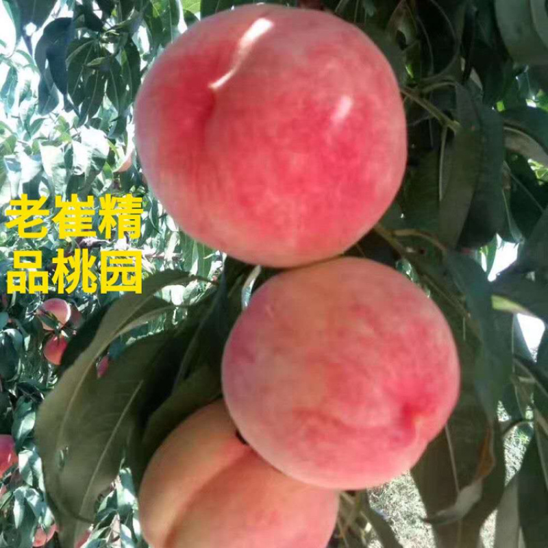 基地直供热销平谷大桃水蜜桃毛桃已成熟。京津冀包邮。