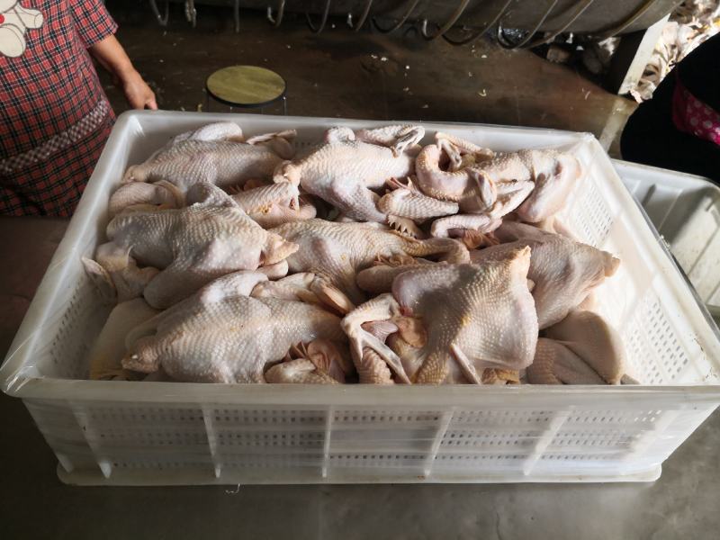 白条鸡代加工，肉鸡蛋鸡，加工速冻