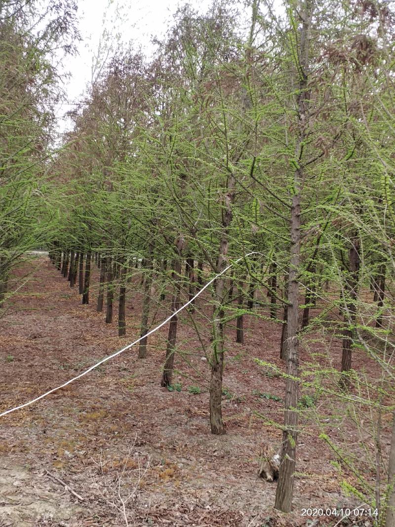 沭阳苗圃出售精品中山杉，水杉，落羽杉，规格齐全，货源充足