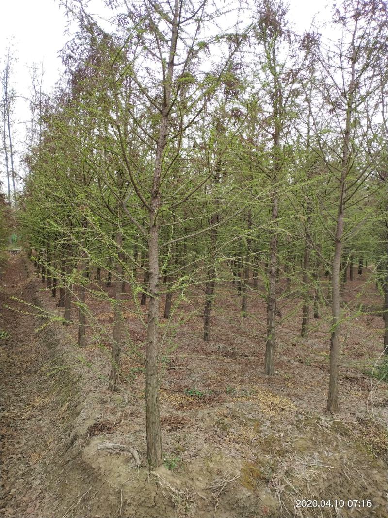 沭阳苗圃出售精品中山杉，水杉，落羽杉，规格齐全，货源充足