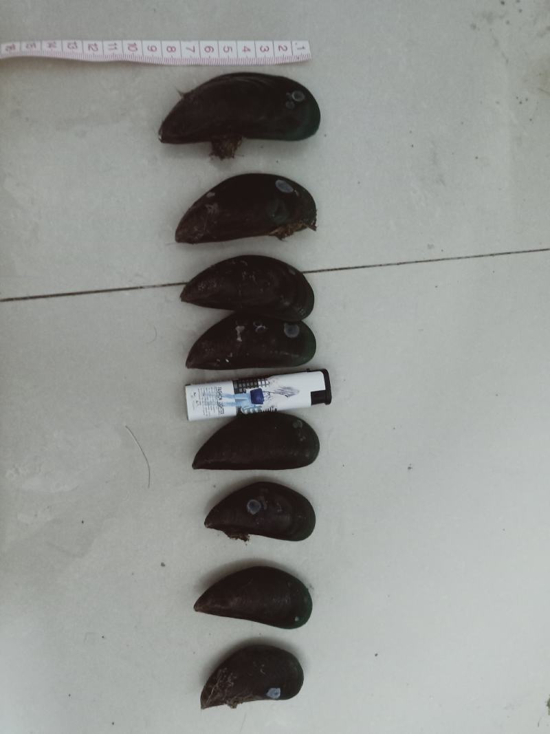青口贝。一手货源，当天捕捞，当天发货。