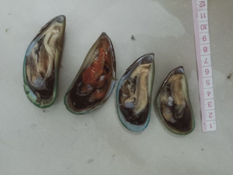 青口贝。一手货源，当天捕捞，当天发货。