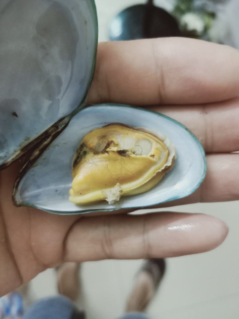 青口贝。一手货源，当天捕捞，当天发货。