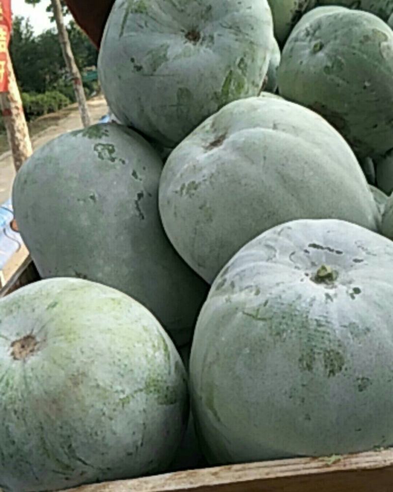 【市场货】一串玲冬瓜货源充足，质量好价格实惠，可发全国