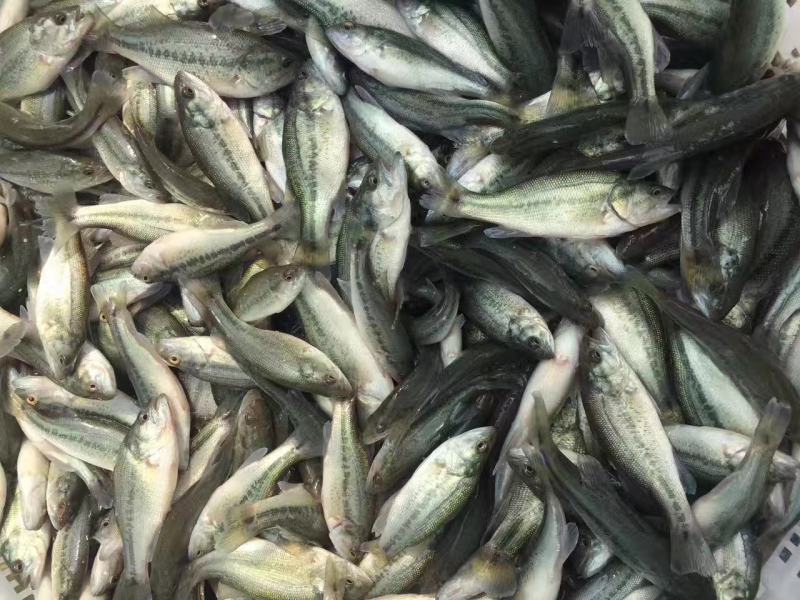 鲈鱼苗反季节鲈鱼苗甲鱼苗鳜鱼苗各种特种水产养殖苗