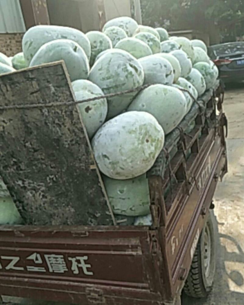 【市场货】一串玲冬瓜货源充足，质量好价格实惠，可发全国
