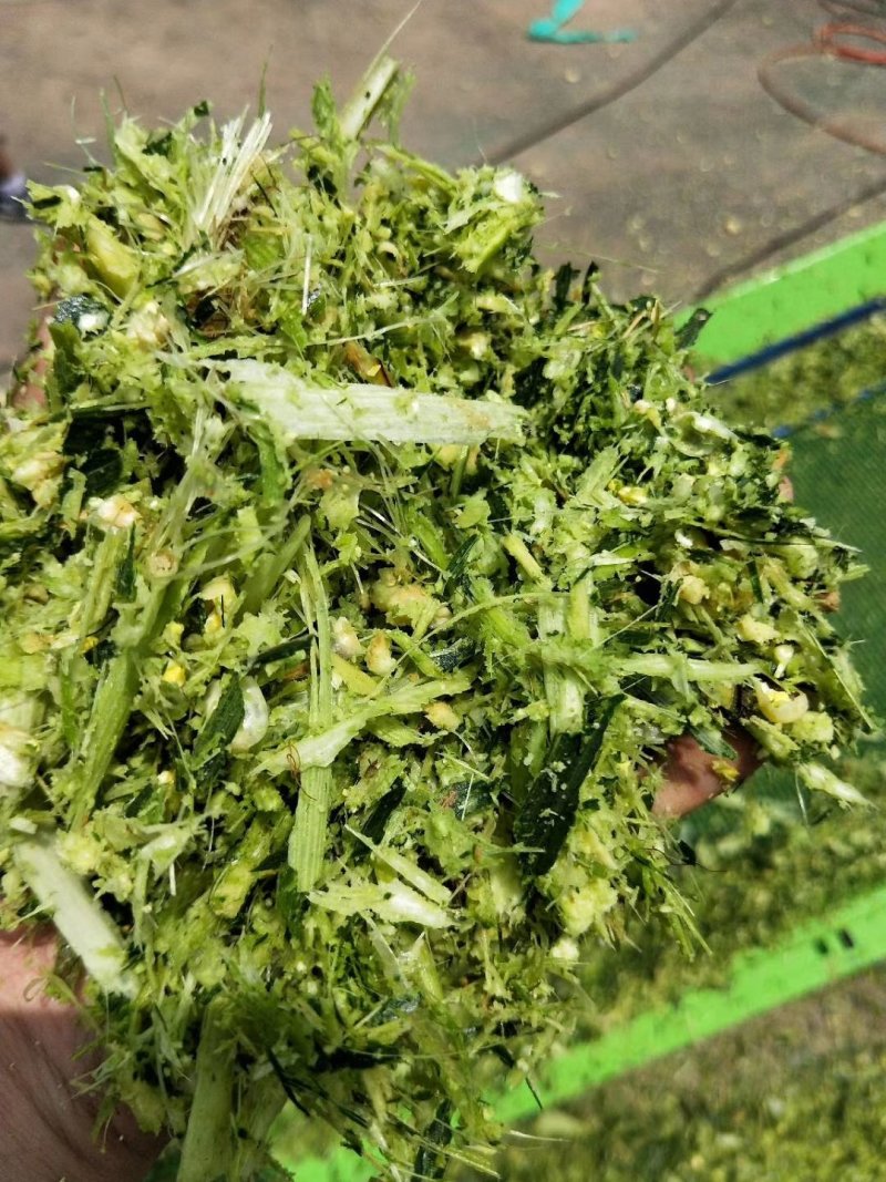 玉米秸秆粉碎揉丝机，自动进料牛羊饲料铡草揉丝机厂家