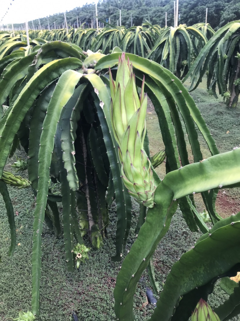 霸王花大量黄龙花，金都花干花产地直发质量保障