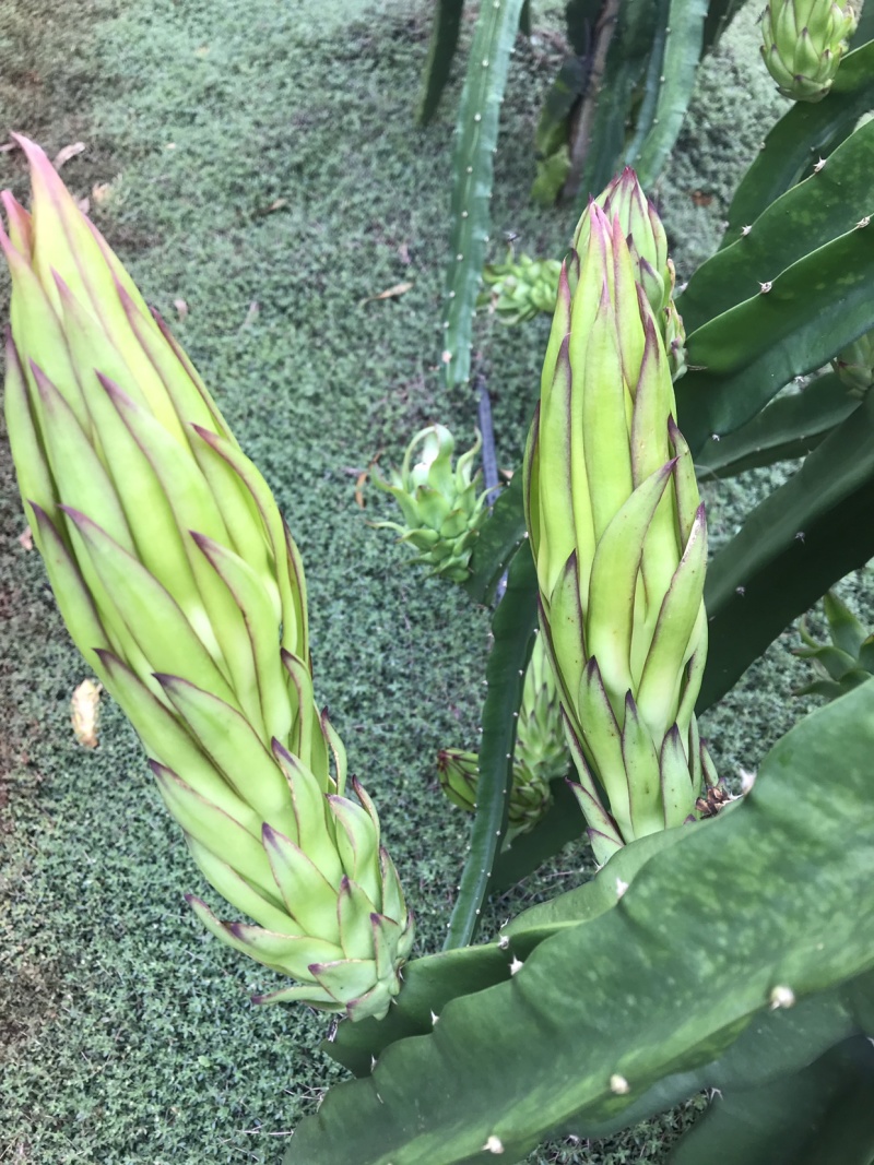 霸王花大量黄龙花，金都花干花产地直发质量保障