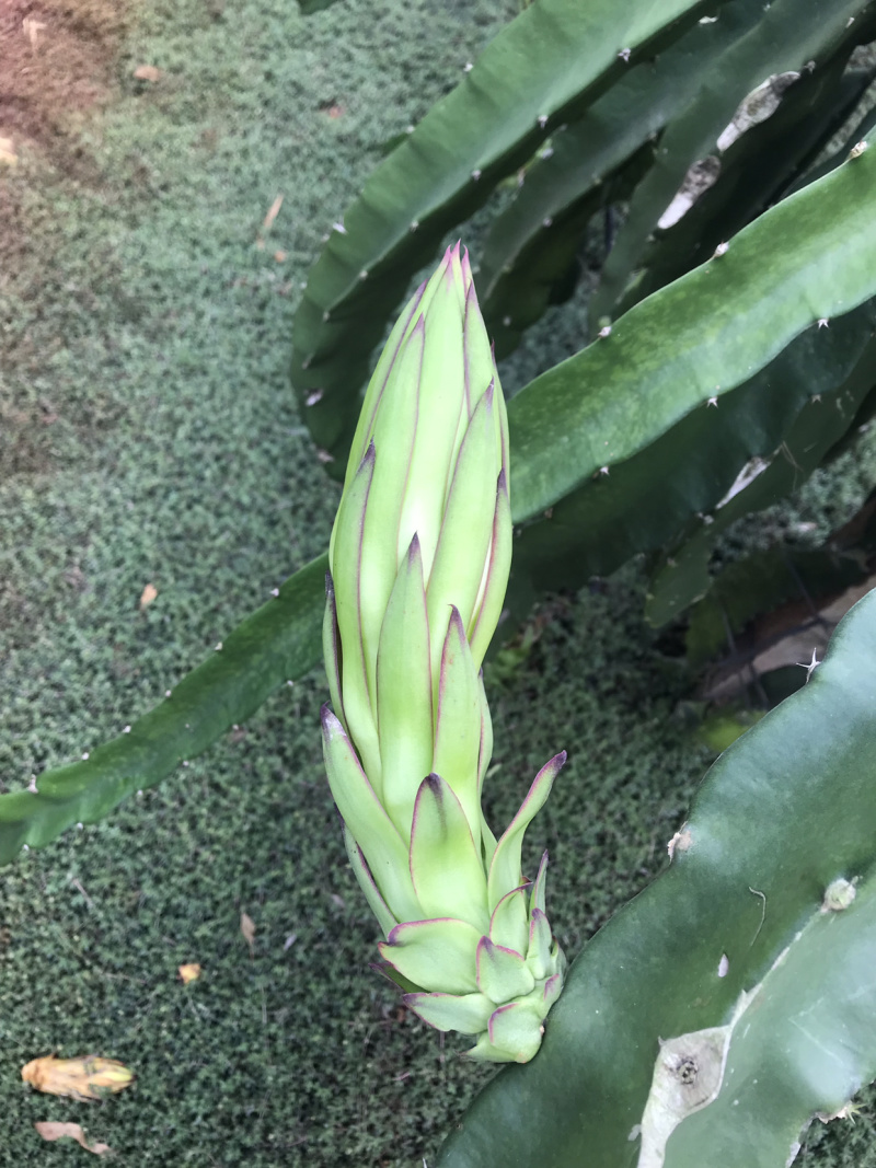 霸王花大量黄龙花，金都花干花产地直发质量保障