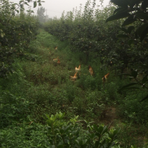 农家散养土鸡，跑地鸡，老母鸡