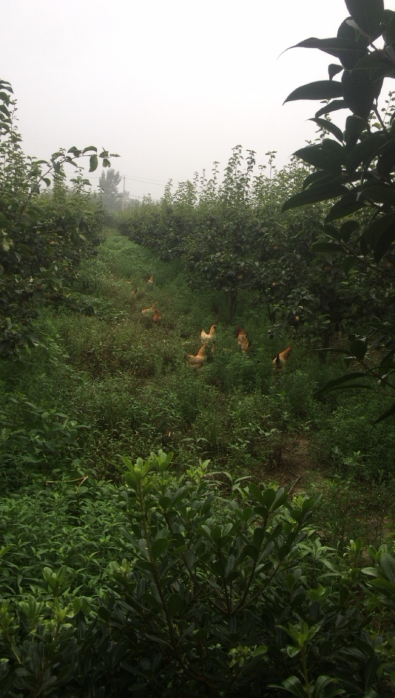 农家散养土鸡，跑地鸡，老母鸡