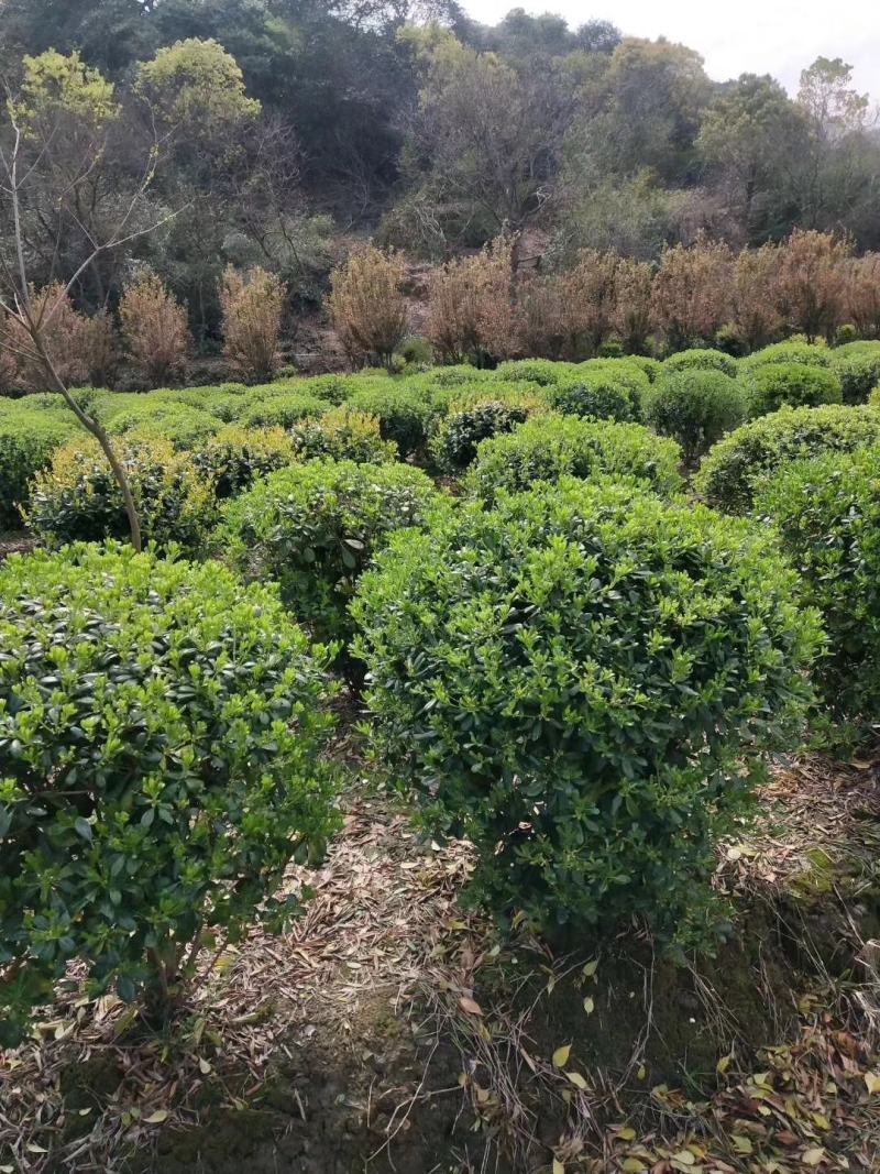 苗圃直供优质海桐，海桐小毛球，精品海桐球，大杯海桐