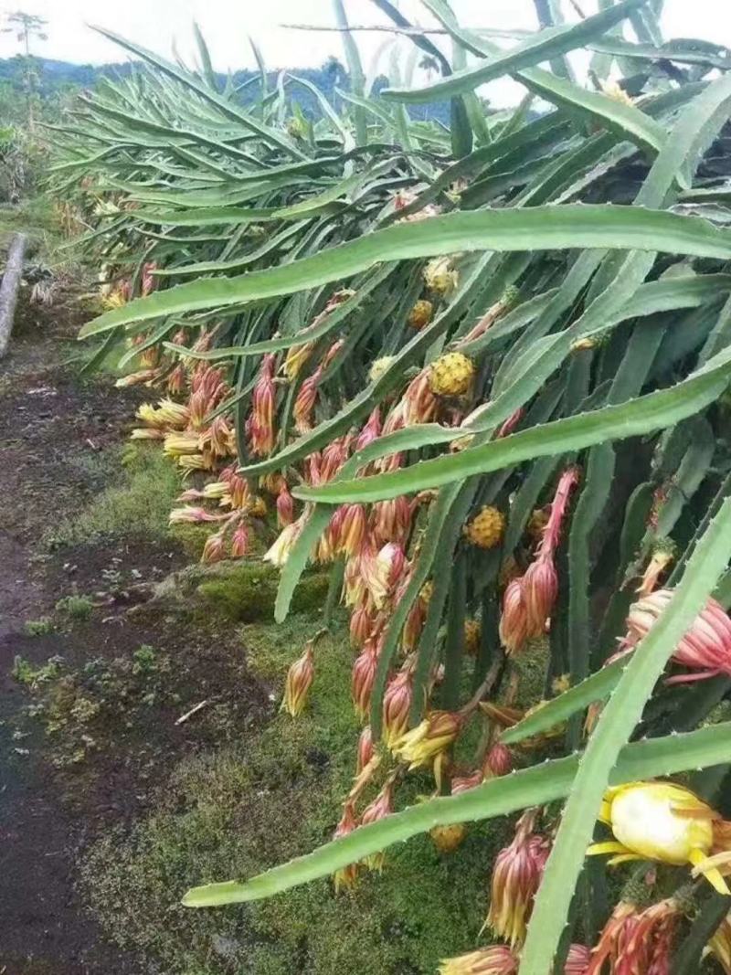 广西火龙果金都一号，大红龙，桂红龙，皮薄肉厚汁水多，大量
