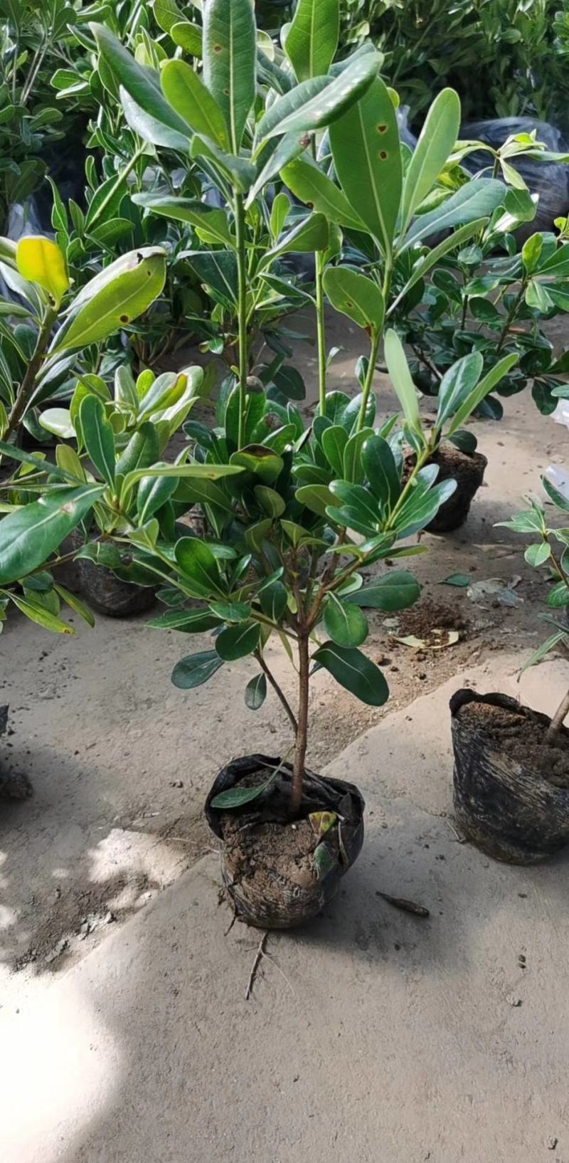 苗圃直供优质海桐，海桐小毛球，精品海桐球，大杯海桐