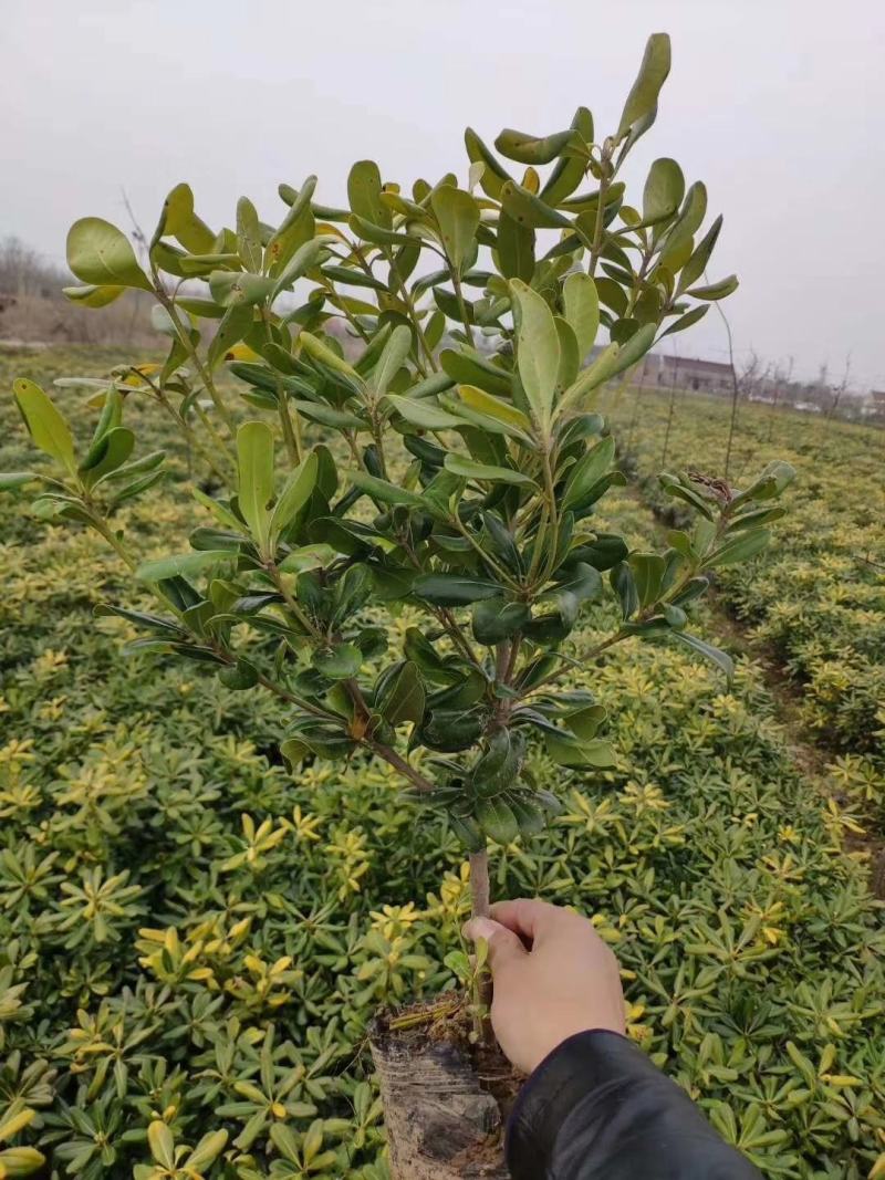 苗圃直供优质海桐，海桐小毛球，精品海桐球，大杯海桐