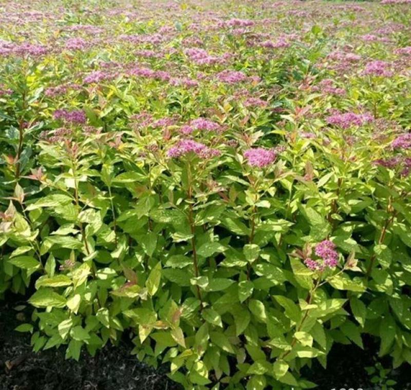 红花绣线菊金山绣线菊金焰绣线菊绿叶绣线菊工程苗