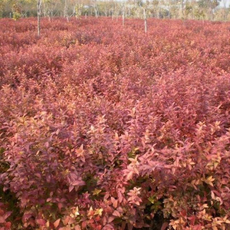 红花绣线菊金山绣线菊金焰绣线菊绿叶绣线菊工程苗