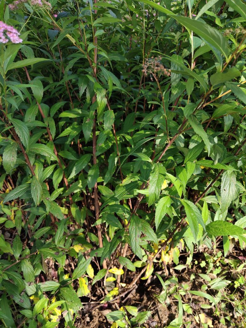 红花绣线菊金山绣线菊金焰绣线菊绿叶绣线菊工程苗