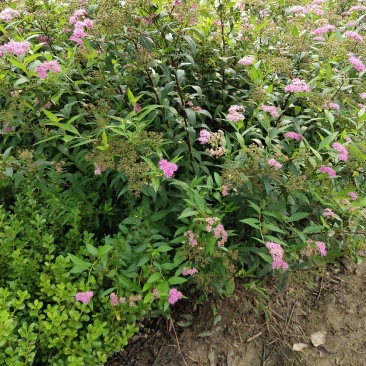 红花绣线菊金山绣线菊金焰绣线菊绿叶绣线菊工程苗