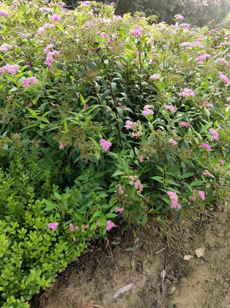 红花绣线菊金山绣线菊金焰绣线菊绿叶绣线菊工程苗