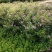 红花绣线菊金山绣线菊金焰绣线菊绿叶绣线菊工程苗