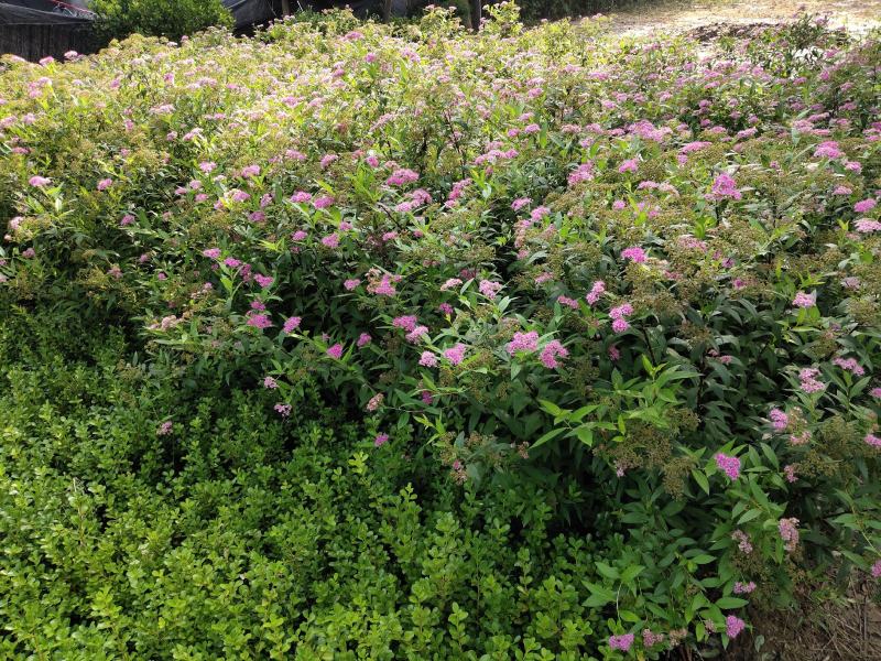 红花绣线菊金山绣线菊金焰绣线菊绿叶绣线菊工程苗