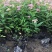 红花绣线菊金山绣线菊金焰绣线菊绿叶绣线菊工程苗