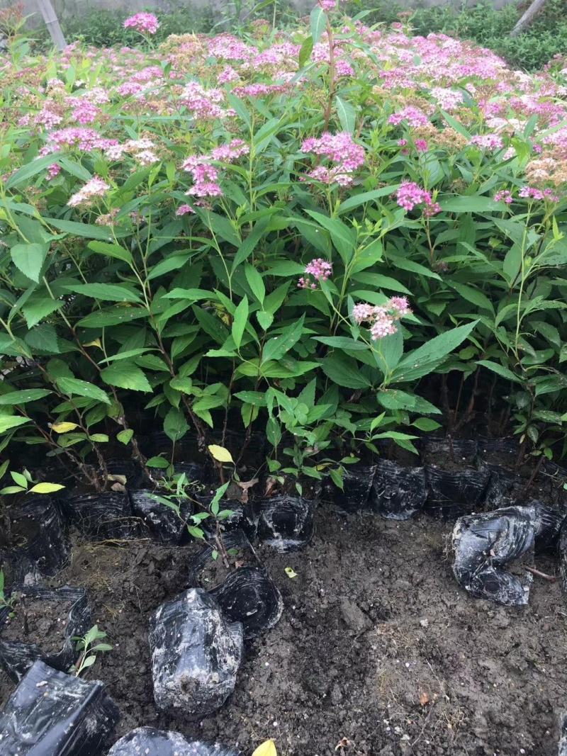红花绣线菊金山绣线菊金焰绣线菊绿叶绣线菊工程苗