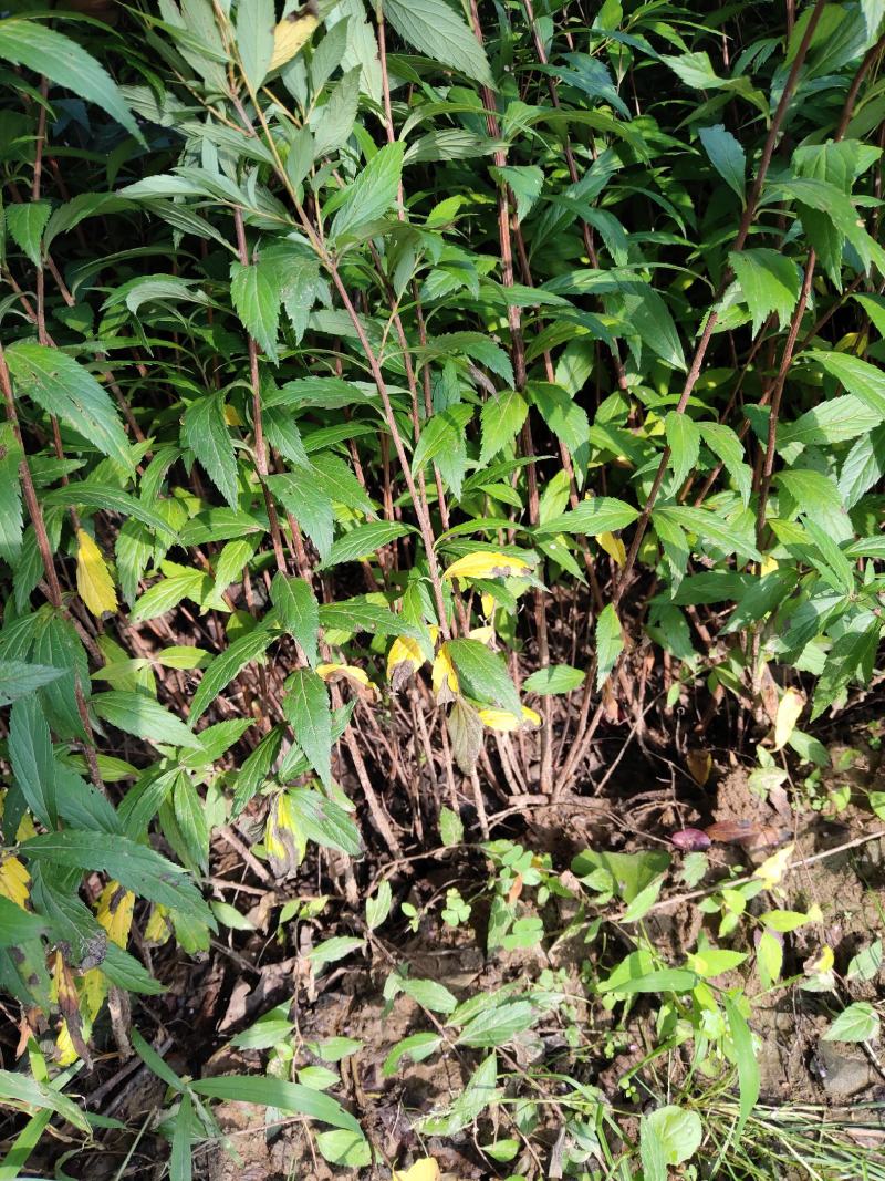 红花绣线菊金山绣线菊金焰绣线菊绿叶绣线菊工程苗