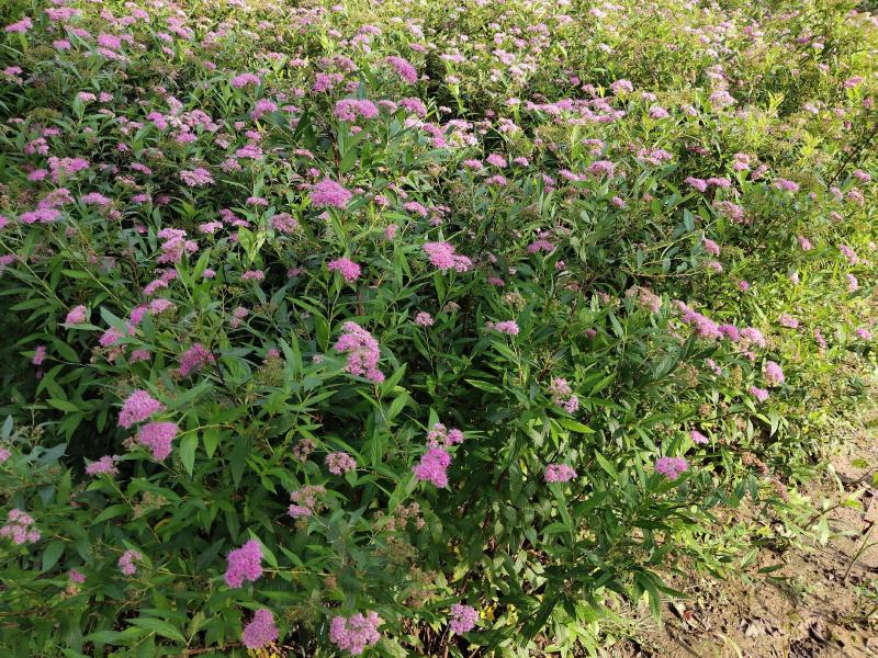 红花绣线菊金山绣线菊金焰绣线菊绿叶绣线菊工程苗