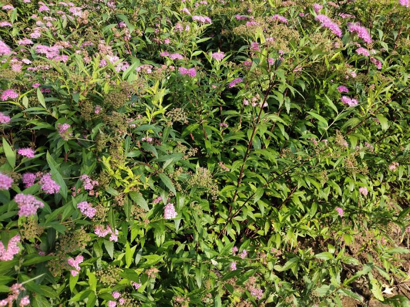 红花绣线菊金山绣线菊金焰绣线菊绿叶绣线菊工程苗