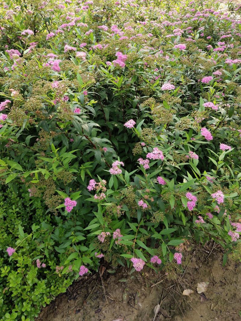 红花绣线菊金山绣线菊金焰绣线菊绿叶绣线菊工程苗