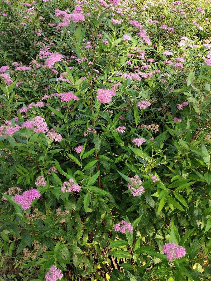 红花绣线菊金山绣线菊金焰绣线菊绿叶绣线菊工程苗