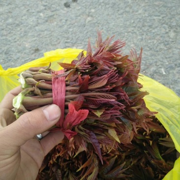 山西优质香椿芽20cm以下