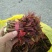山西优质香椿芽20cm以下