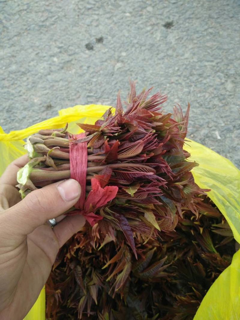 山西优质香椿芽20cm以下