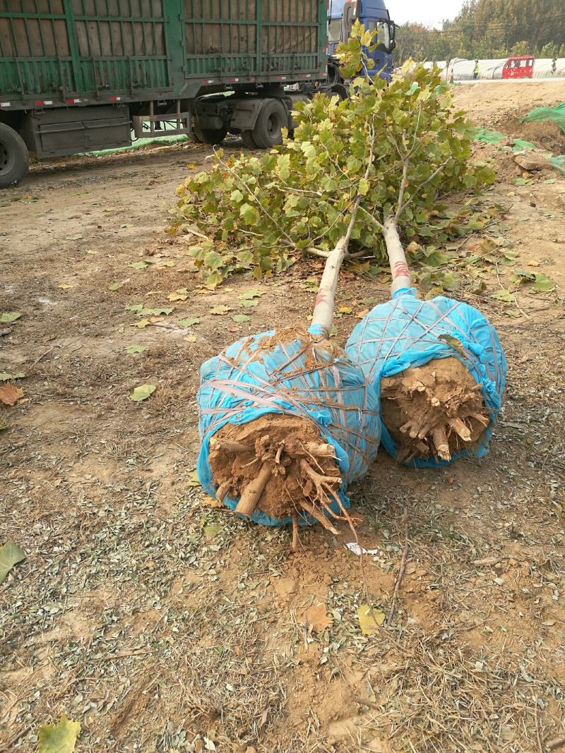 法桐，速生法桐，老式法桐，可做城市道路绿化，遮阳