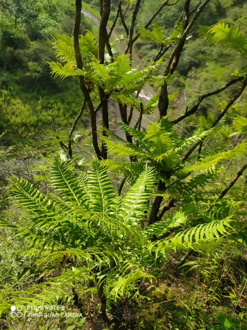 贵州毕节古夜郎大山野生功劳木根茎野生下单现采