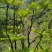 贵州毕节古夜郎大山野生功劳木根茎野生下单现采