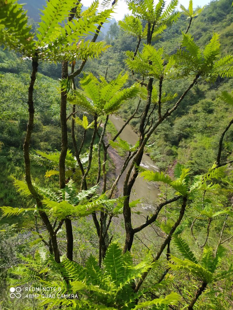 贵州毕节古夜郎大山野生功劳木根茎野生下单现采