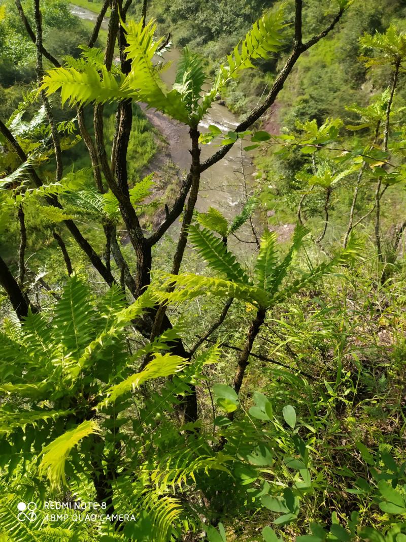 贵州毕节古夜郎大山野生功劳木根茎野生下单现采