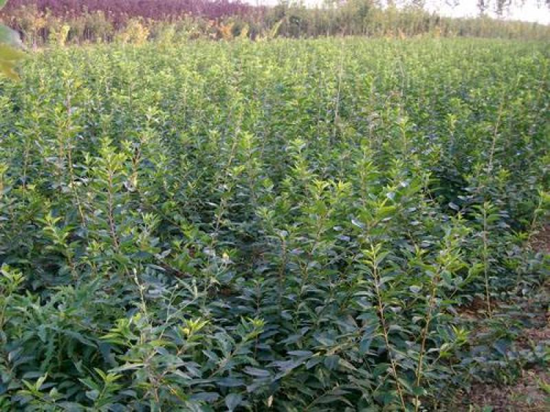 黄老虎苗连翘花条苗黄翘苗工程苗规格齐全
