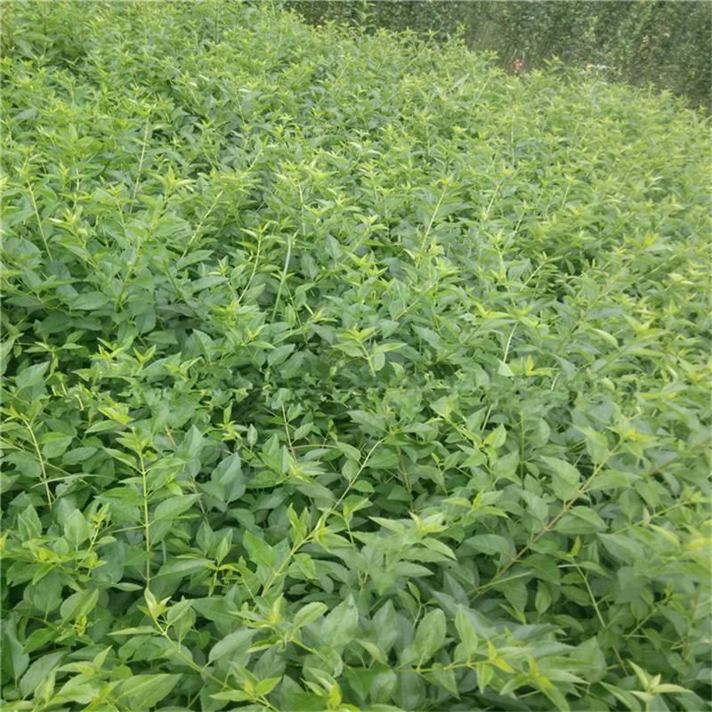 黄老虎苗连翘花条苗黄翘苗工程苗规格齐全