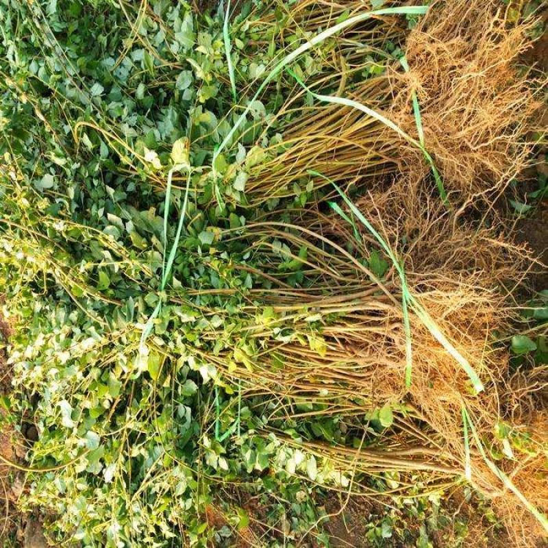 黄老虎苗连翘花条苗黄翘苗工程苗规格齐全