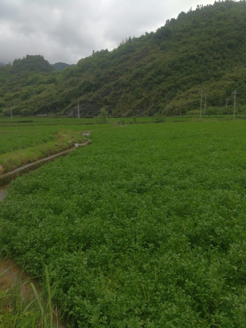 西洋菜，纯山泉水种植，无公害蔬菜