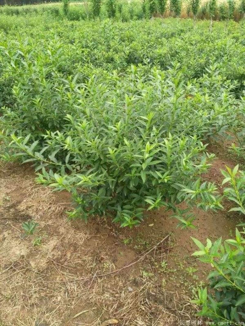 黄老虎苗连翘花条苗黄翘苗工程苗规格齐全