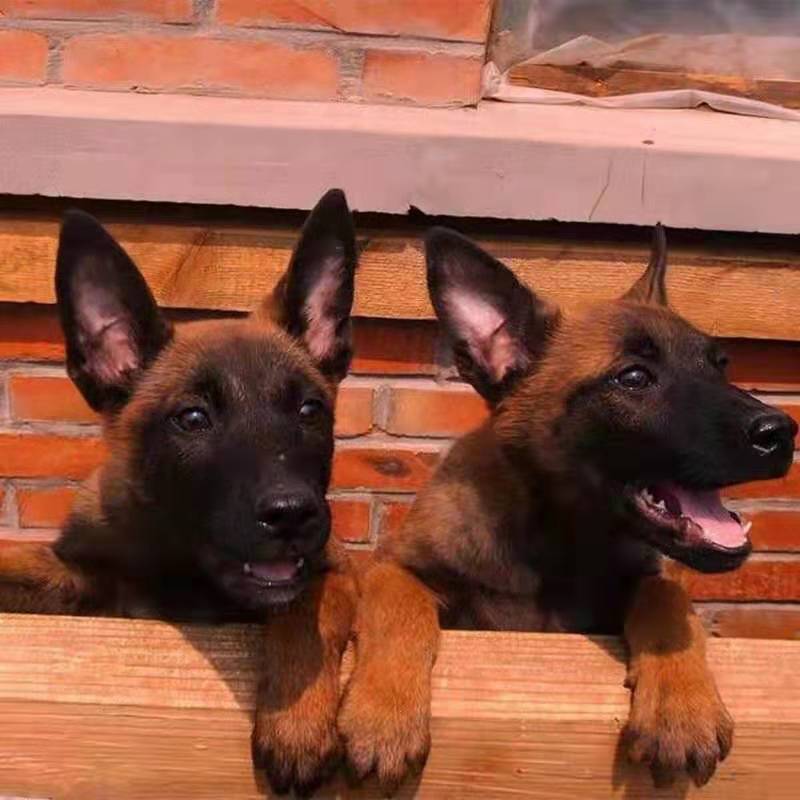 爆红马犬诚信供应商疫苗齐全视频挑选咨询送豪礼